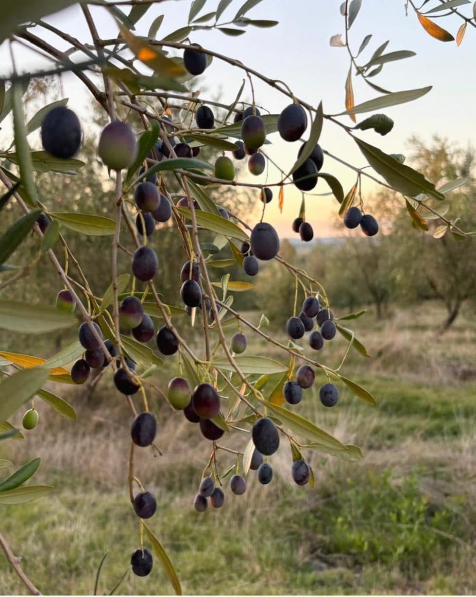 Aceitunas en la rama del olivo