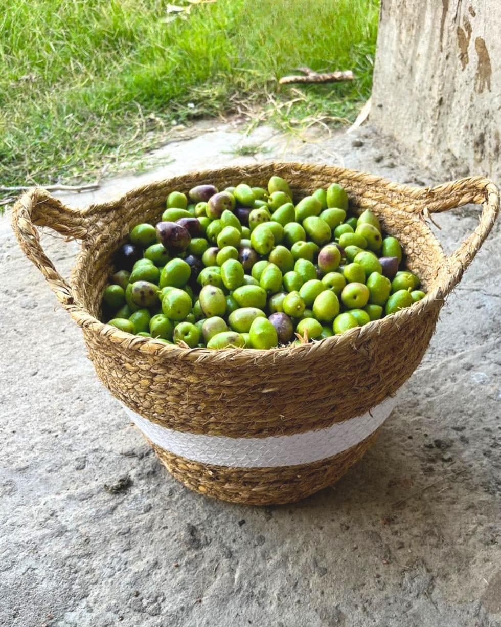 Aceitunas del olivar, en canasta
